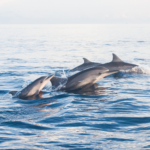 Wisata Bali Utara